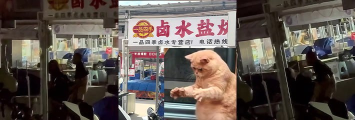 下载
